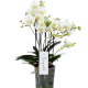 orchidée multi tige blanche à petite fleurs pour offrir à Bruxelles