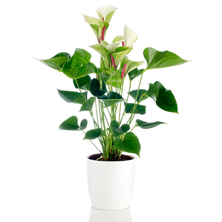 Plante Fleur Artificielle Anthurium Avec Pot Blanc 115 Cm Décoration  Intérieur Dec02 à Prix Carrefour