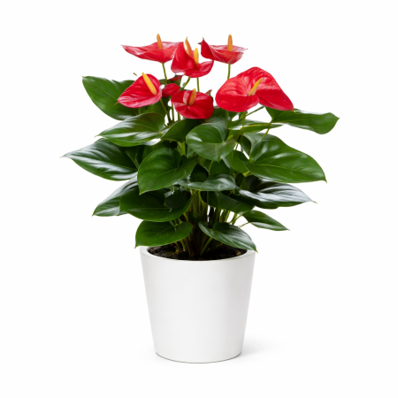 plante d'anthurium rouge dans son pot en faience blanc