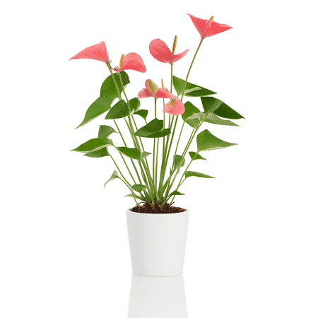 anthurium rouge