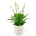 plante verte intérieur livraison bruxelles uccle