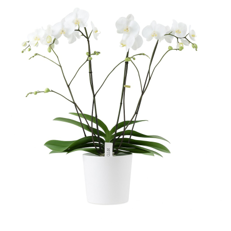 plantes et orchidées à offrir à Bruxelles, à Uccle, à Ixelles, à Saint-Gilles