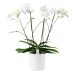 plantes et orchidées à offrir à Bruxelles, à Uccle, à Ixelles, à Saint-Gilles