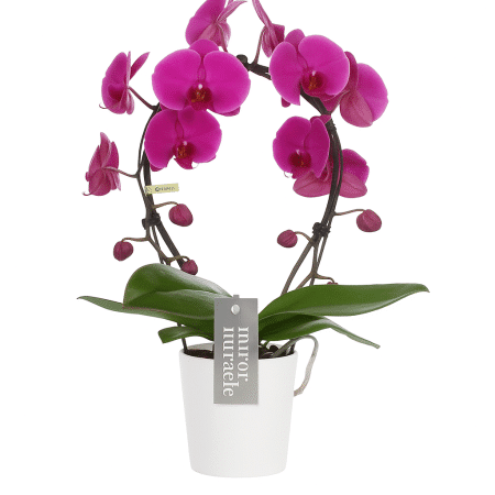 orchidée phalaenopsis ronde mauve