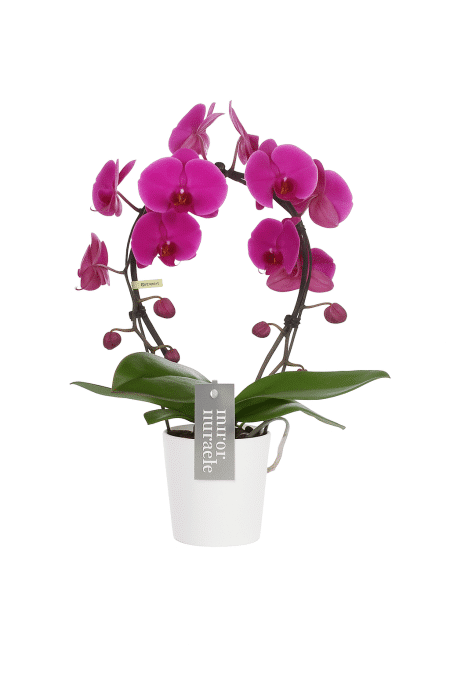 orchidée phalaenopsis ronde mauve