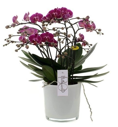 Orchidée mauve à plus de 100 fleurs - Botanica Brussels