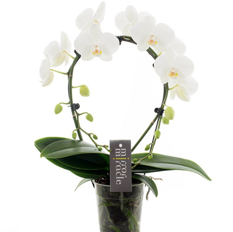 Orchidee Ronde Blanche Botanica Brussels Orchidee Ronde Blanche Botanica Brussels