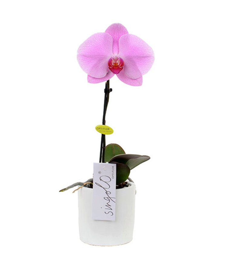 Orchidee Rose A Une Fleur Botanica Brussels Orchidee Rose A Une Fleur Botanica Brussels