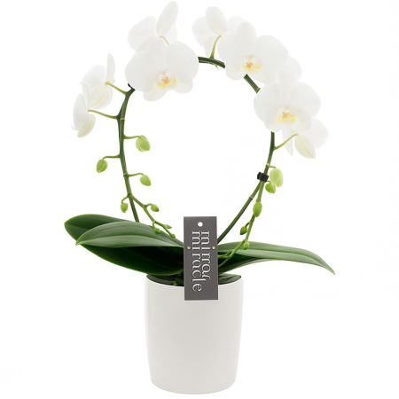plante et orchidée à offrir à Bruxelles, Belgique