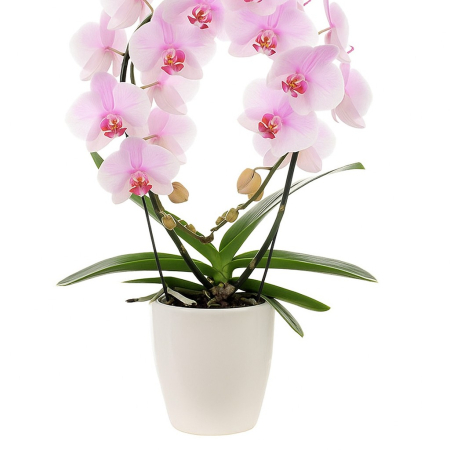 orchidée livraison bruxelles
