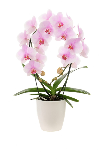 orchidée livraison bruxelles