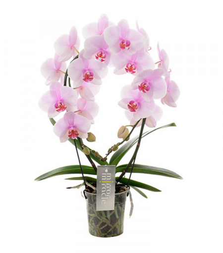 orchidée mirror rose uccle