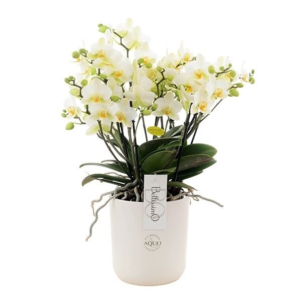 Orchidée blanche à plus de 100 fleurs - Botanica Brussels