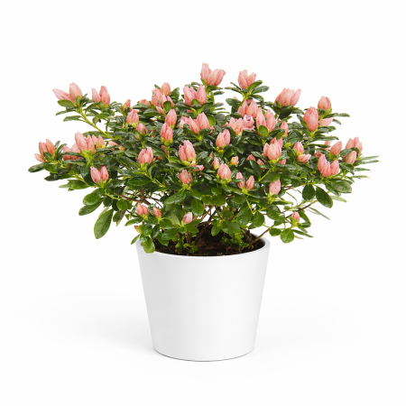 azalea matton livraison à uccle ou à bruxelles