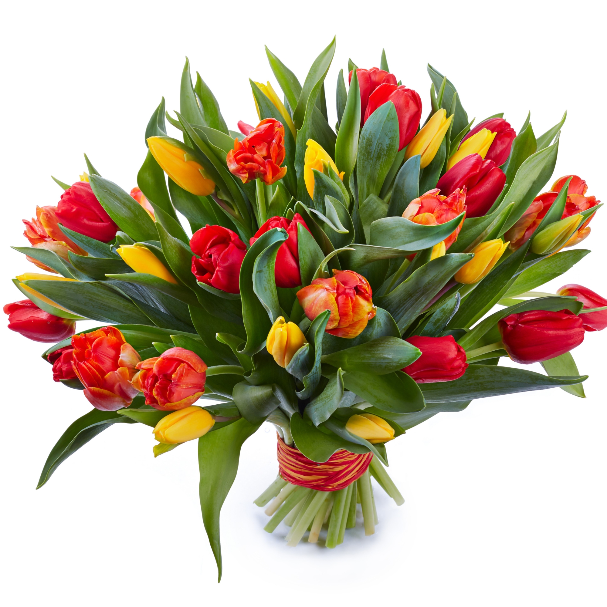 Tulipes jaunes et rouges - Botanica Brussels