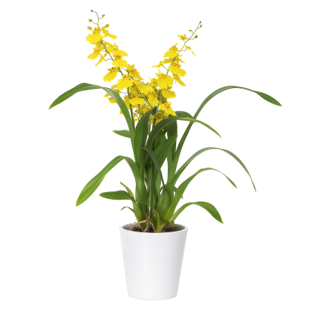 orchidée oncidium livraison