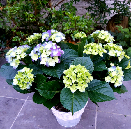 hydrangea blue brussels