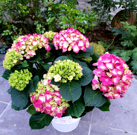 hydrangea red brussels