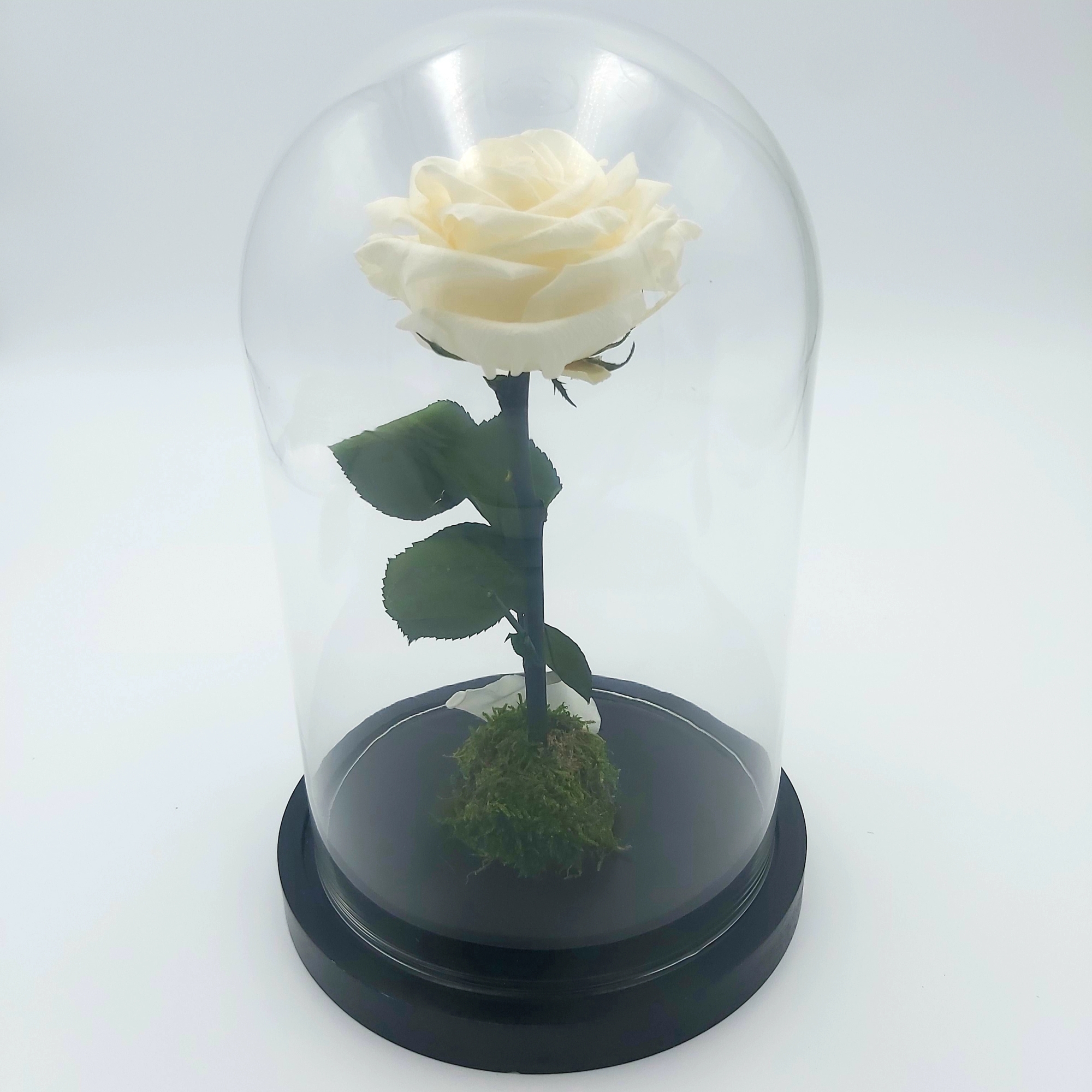 Rose éternelle blanche - Botanica Brussels