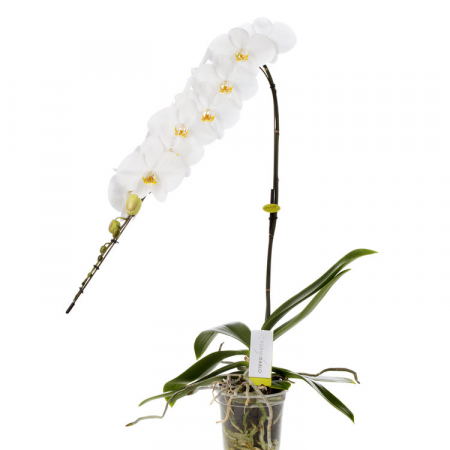 orchidée prestige à bruxelles