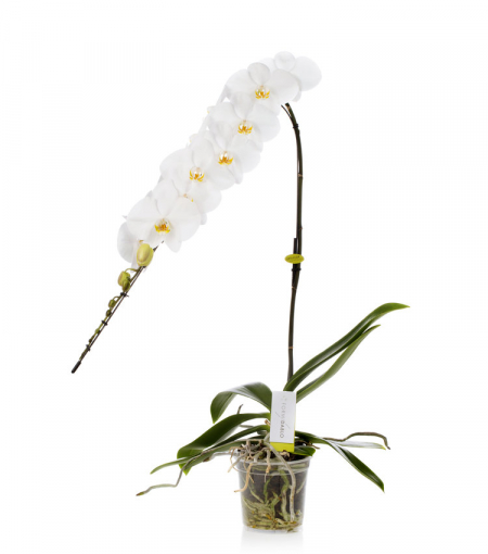 orchidée prestige à bruxelles