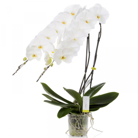 orchidée prestigieuse à bruxelles