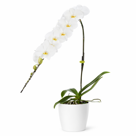 orchidée blanche formidablo à 1 branche à livrer partout à bruxelles