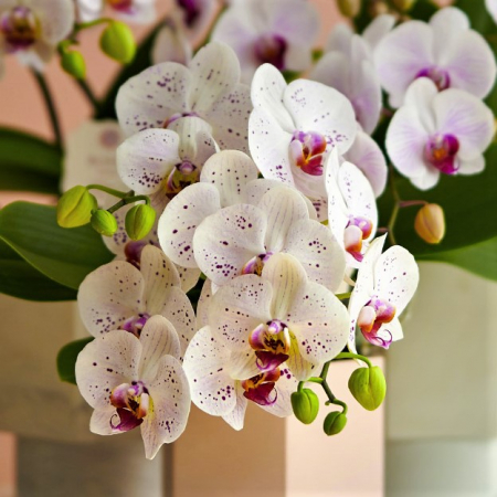 orchidée livraison uccle
