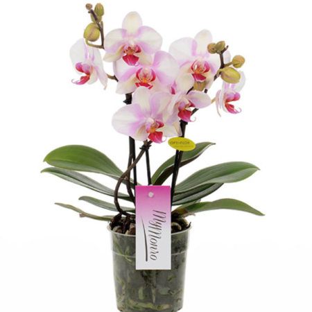orchidée rose livraison uccle bruxelles saint-gilles ixelles