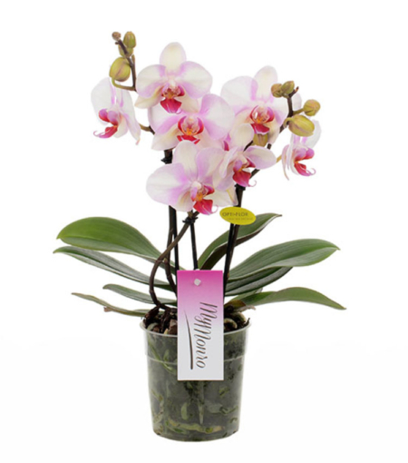 orchidée rose livraison uccle bruxelles saint-gilles ixelles