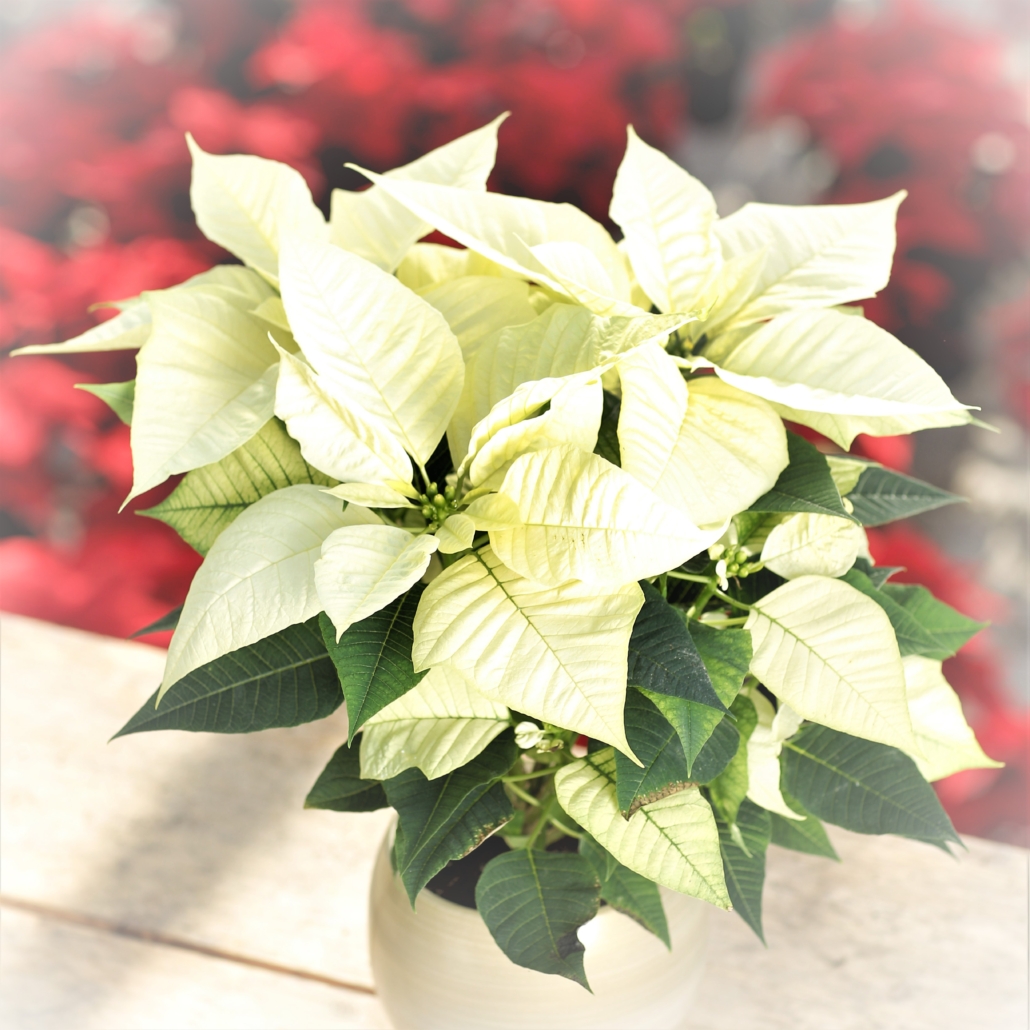 Rose de Noël rouge Botanica Brussels