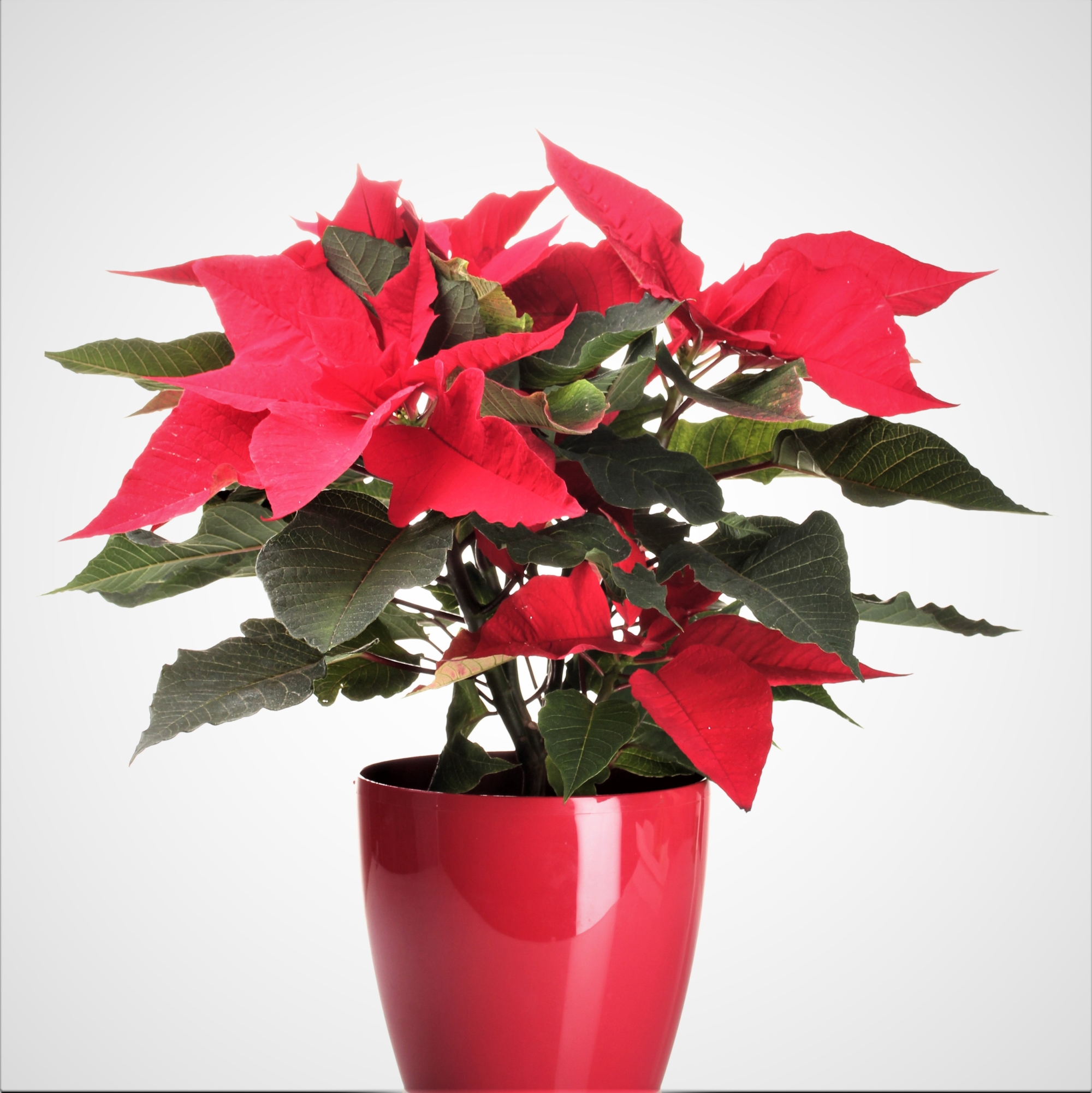 Пуансеттия красная d12. Рождественская звезда пуансеттия цветок. Горшок для пуансетии какой. Молочай - пуансеттия (рождественская звезда). Пуансеттия в горшке.