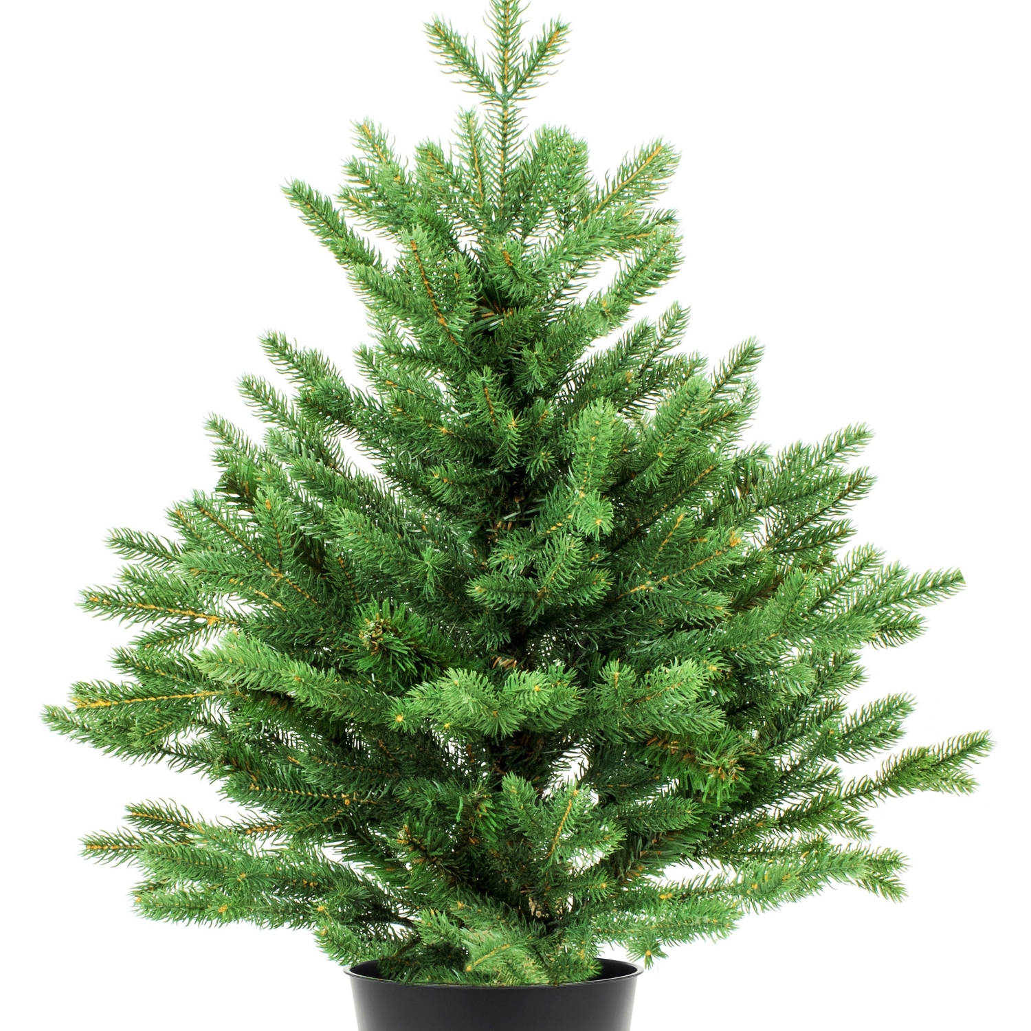 Sapin Nordmann en pot Botanica Brussels