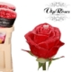 rose choco red love VIP roses livraison bruxelles saint valentin uccle