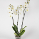 orchidée livraison uccle