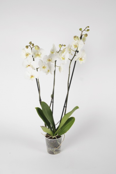 orchidée livraison uccle