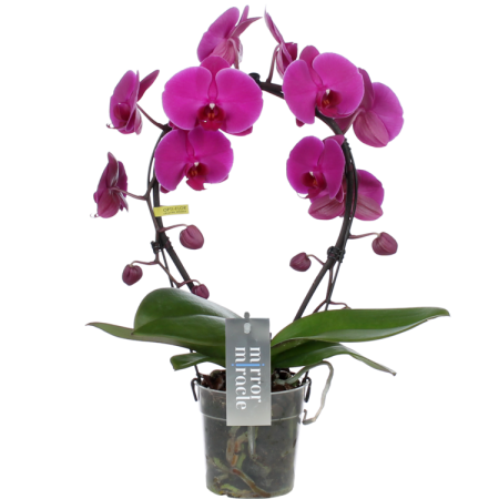 orchidée livraison bruxelles uccle