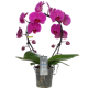 orchidée livraison bruxelles uccle