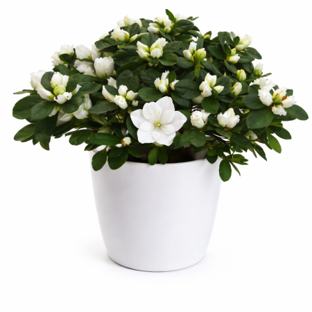 livrer une plante à bruxelles