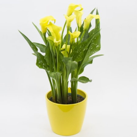 calla jaune pâques