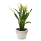calla plantes vertes bruxelles uccle