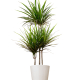 dragonnier plante verte