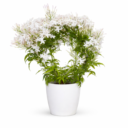 livraison de plantes à bruxelles ou à uccle, belgique