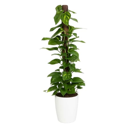 livraison de plante à Uccle, Ixelles, Etterbeek , Bruxelles