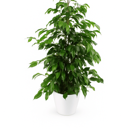 plante verte pour une livraison à bruxelles, plante solide et décorative