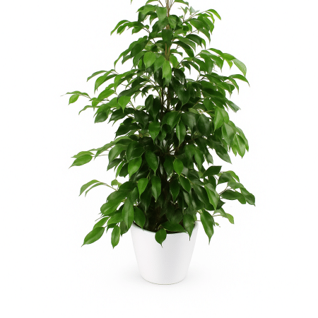 plante verte pour une livraison à bruxelles, plante solide et décorative