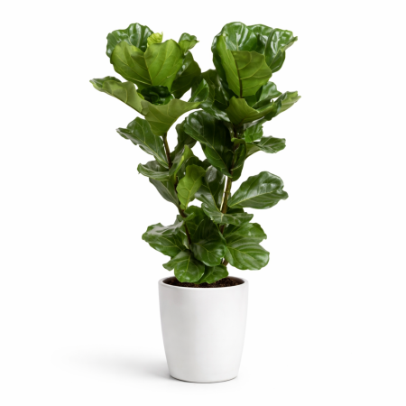 livraison de plantes verte à bruxelles, Ixelles, Molenbeek, Jette, Uccle