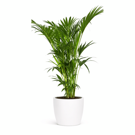 palmier à livrer partout à bruxelles