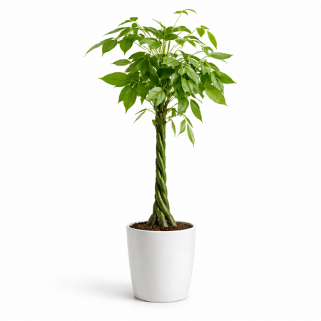 plante livraison bruxelles uccle rhode-saint-genèse