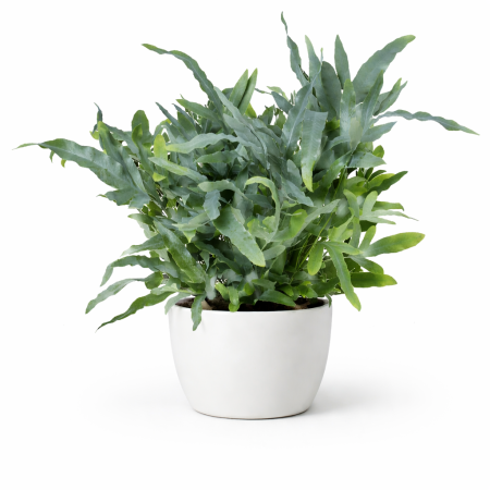 fougère d'intérieur purification de l'air